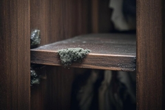 How to Get Rid of Mold in Closet Spaces