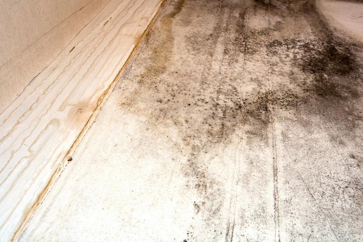 Does Mold Damage Wood Over Time?