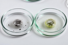 Black Mold vs Green Mold: How to Tell Them Apart