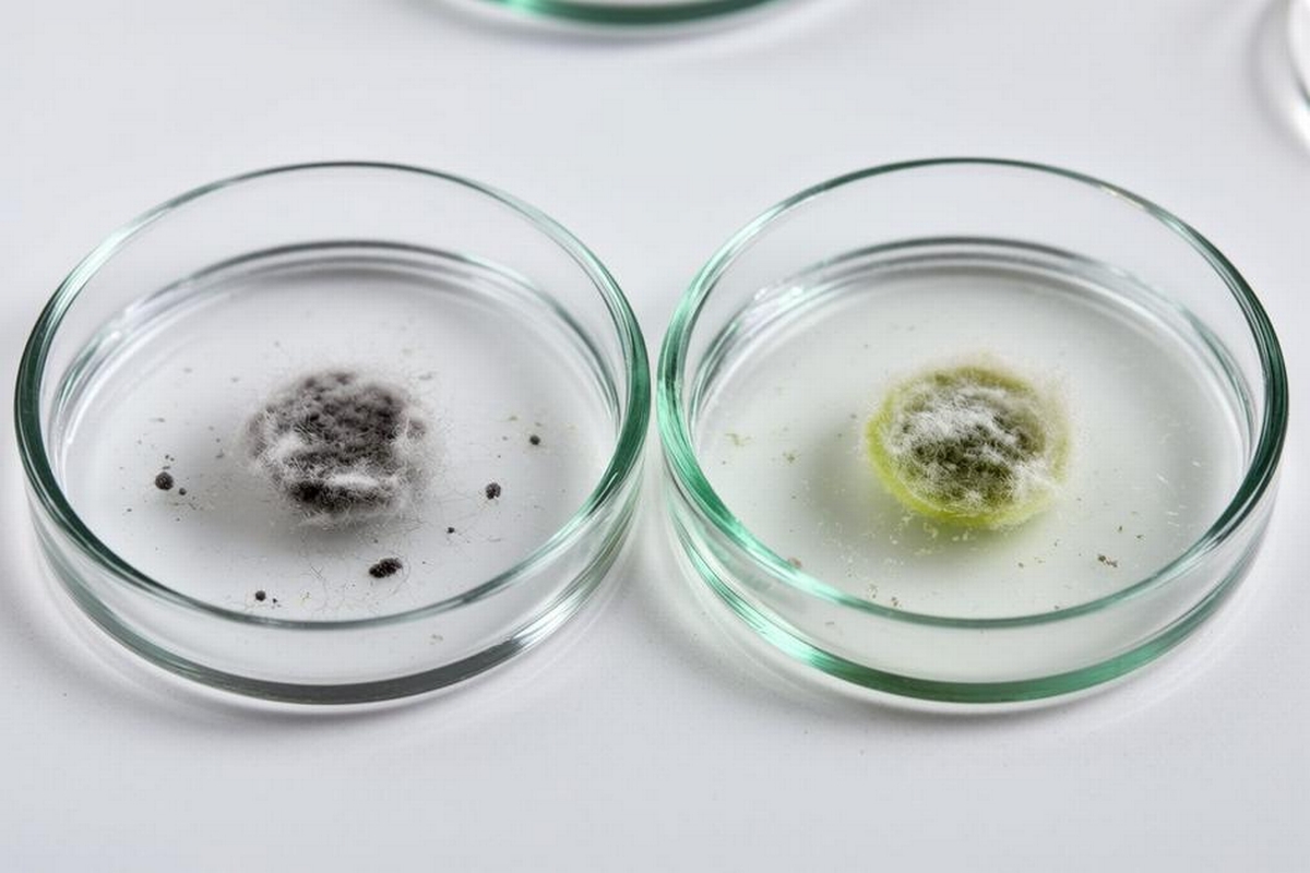 Black Mold vs Green Mold: How to Tell Them Apart