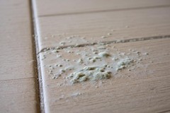 Under the Surface: Mold in Vinyl Flooring and What You Can Do