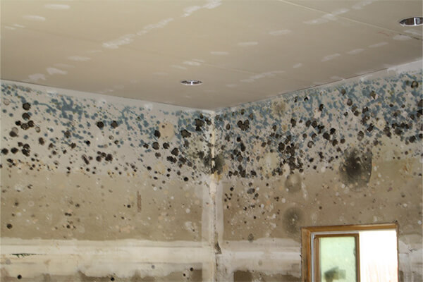 Mold Remediation in Sarasota, FL