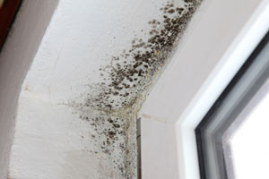 mold remediation in 