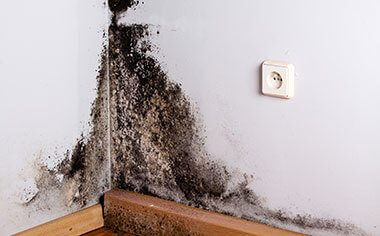 mold removal in Bozeman, MT
