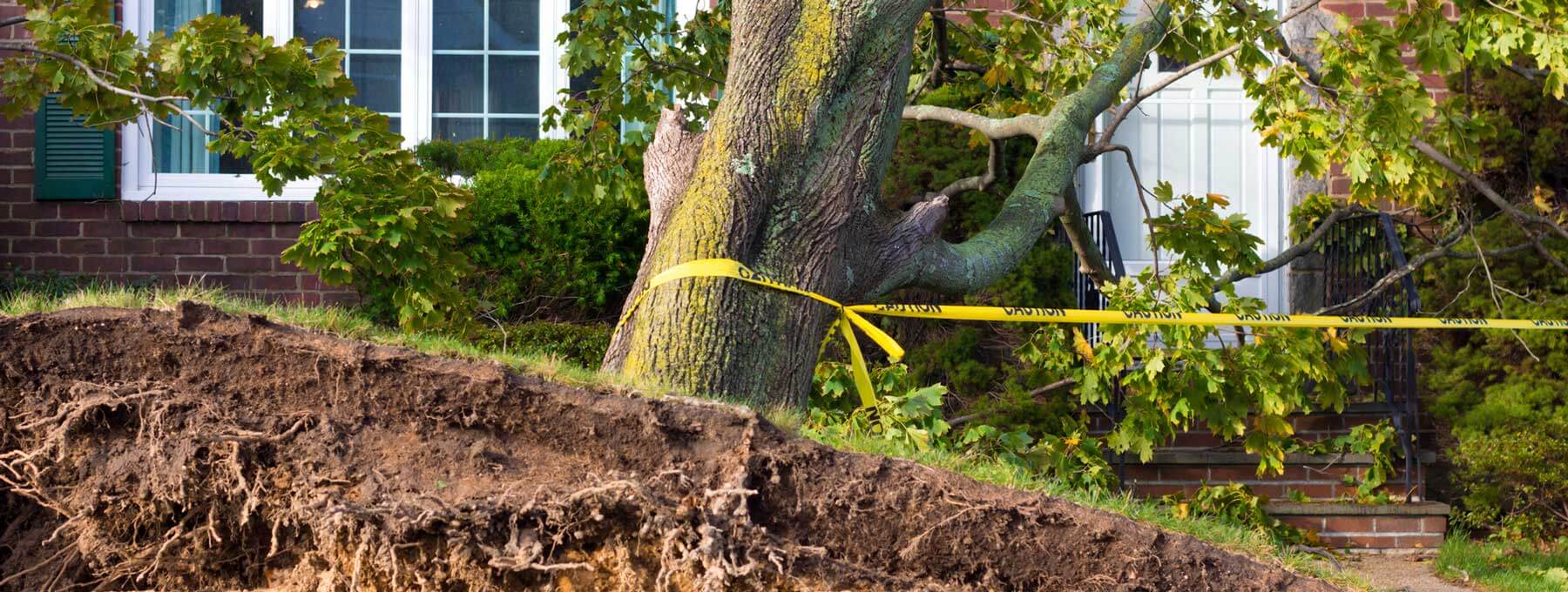 Wind and Tree Damage Restoration in Rockingham, NC