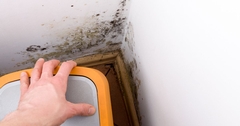 Common Causes of Mold Infestations: How to Identify and Address Them
