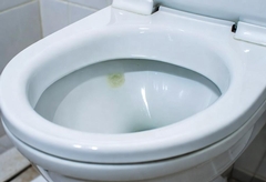 Mold Growing in Toilet Tank and Bowl - What To Do