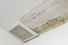 Is Water Damage Mold Dangerous for Your Home and Health?