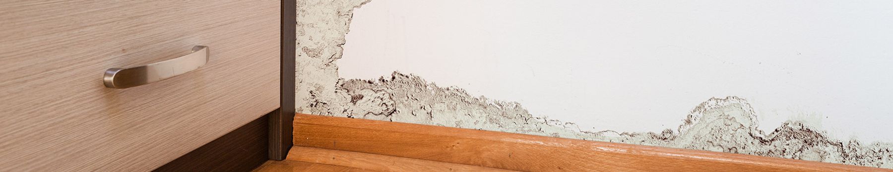 Mold Remediation in East Lansing, MI