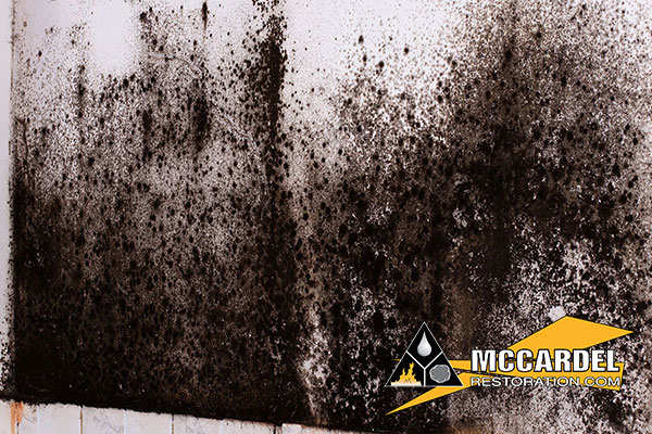 Mold Mitigation in East Lansing, MI