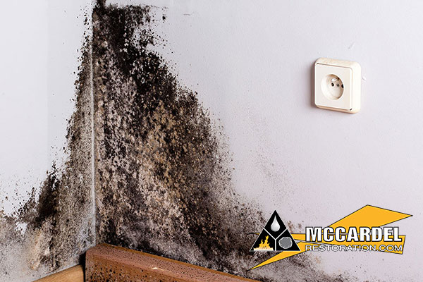 Mold Remediation in Owosso, MI