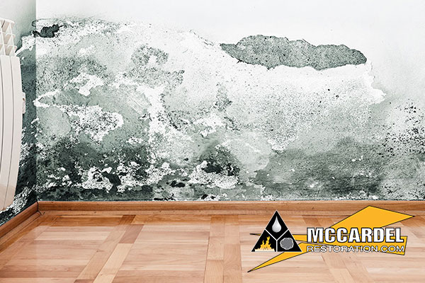 Mold Remediation in Owosso, MI