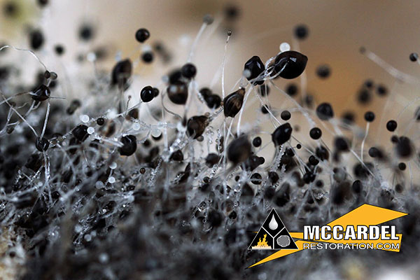 Mold Abatement in Lansing, MI