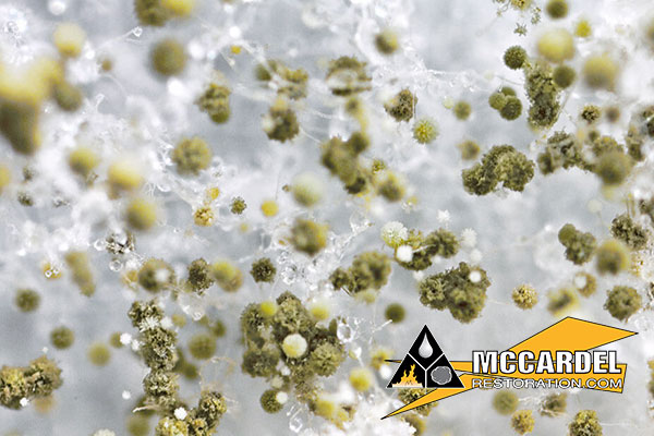 Mold Removal in Owosso, MI