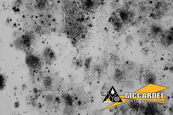 Mold Abatement in Saint Johns, MI