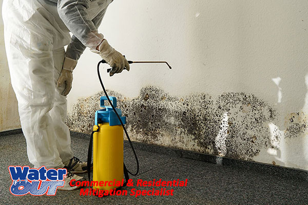 Mold Remediation Technicians Removing Mold