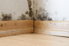 The Silent Assassin - The Impact of Delayed Response to Water Damages