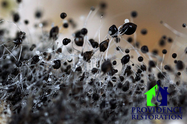Mold Mitigation in Indian Trail, NC