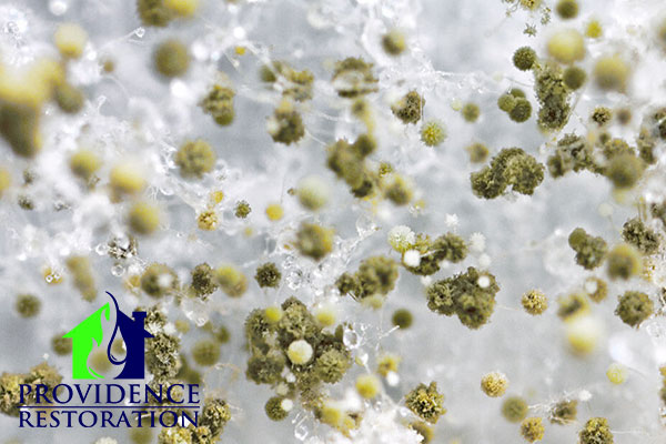 Mold Removal in Marvin, NC