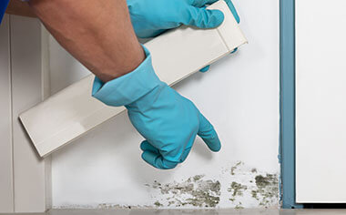mold removal in Plano, TX