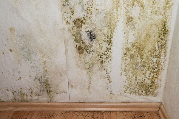 Mold Remediation in Warren, MI