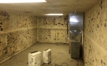 basement mold