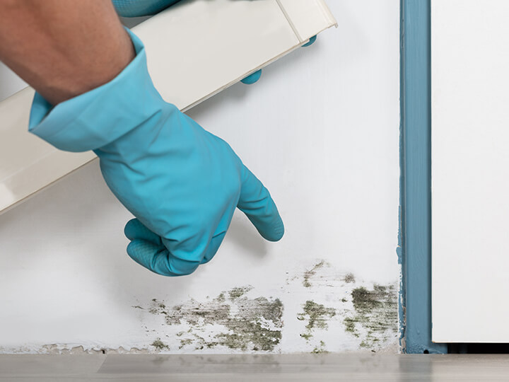 Mold Damage Restoration Mold Damage Restoration in Catonsville, MD