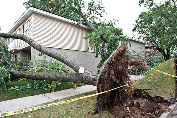 Roof Damage Repair from Storm and Fallen Trees in Columbia, SC
