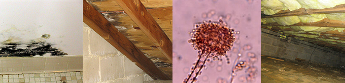 Irvine, Orange County, CA Mold Inspection Findings Mold Inspections in Irvine, Orange County, CA