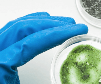 Mold Testing