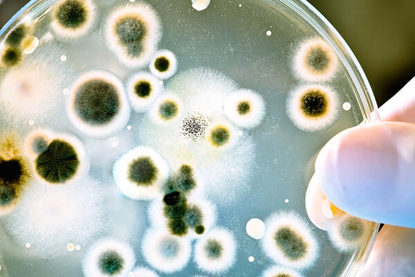 Commercial Mold Inspection in Laguna Beach, CA