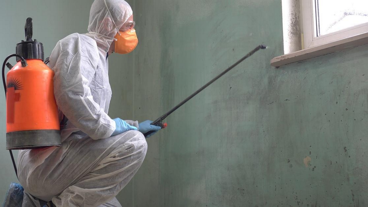 Mold Remediation Methods: Drying vs. Chemical Agents-Which Is Safer for Your Home?