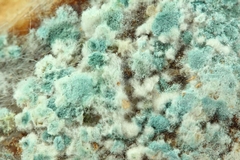 Green Mold: Causes, Identification, and Removal