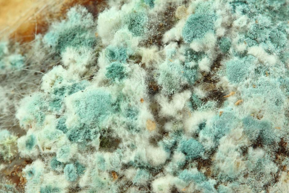 Green Mold: Causes, Identification, and Removal