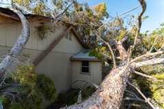 What to Do If a Tree Falls on Your House: Immediate Steps