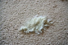 Mold in Carpet From Water Damage and When to Replace It