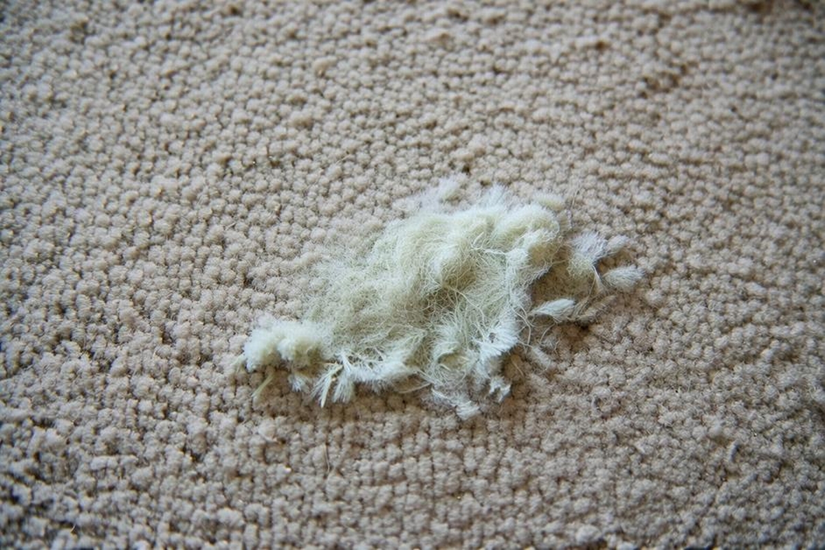 Mold in Carpet From Water Damage and When to Replace It