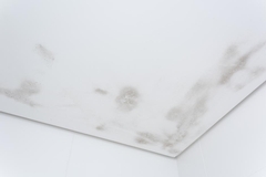 How to Remove Mold From Bathroom Ceiling Step by Step