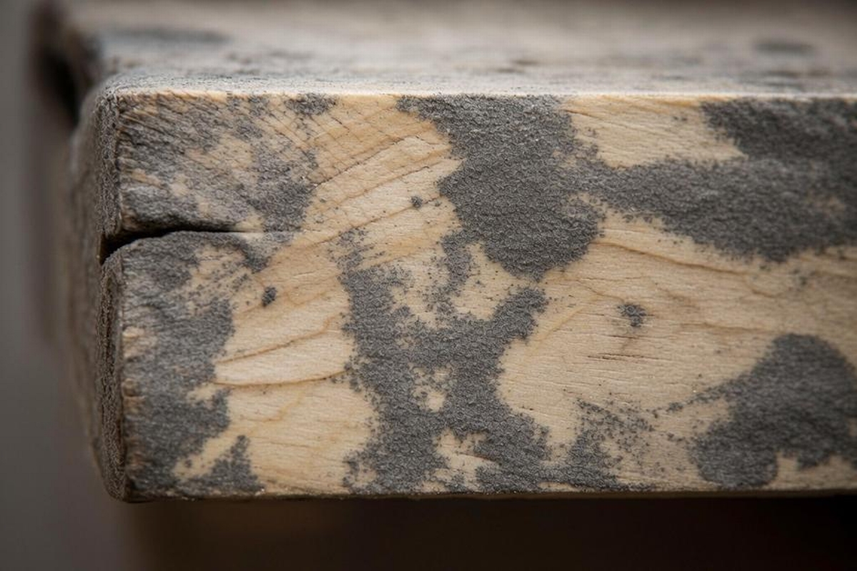 What Does Mold on Wood Look Like and How to Spot It Early