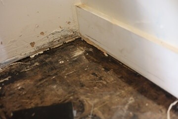 Signs of Mold Under Laminate Flooring You Shouldnâ??t Ignore