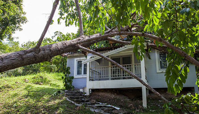 Burke's Restoration Tree Removal Burke's Restoration Tree Removal