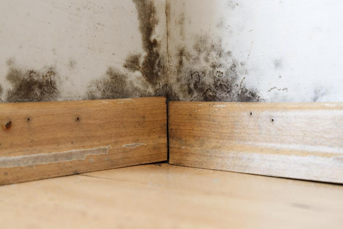 Understanding Mold Remediation: A Key Aspect of Restoration