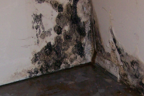 Mold Removal in Santa Rosa Beach, FL