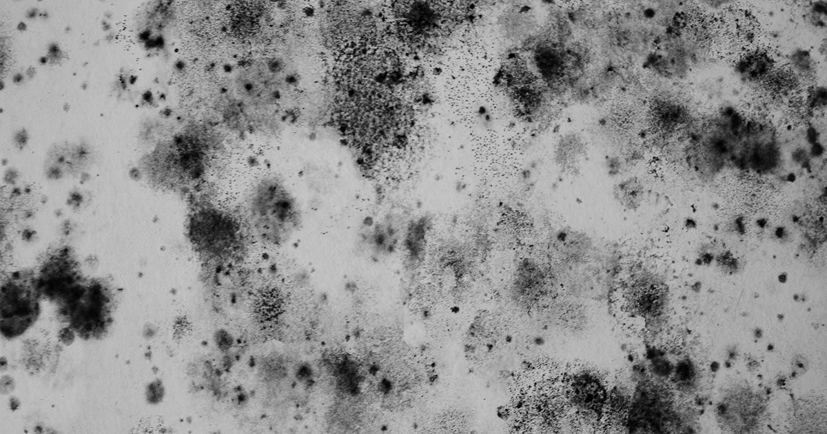 Mold Removal in Grayton Beach, FL
