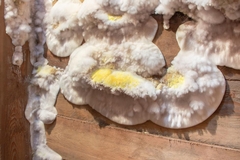 White Mold: How to Identify and Remove It