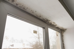 How Long Does It Take for Mold to Form After Water Leaks?