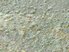 Sewage Problems? Tips and What To Know for Homeowners