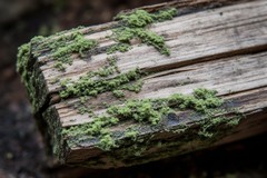 [Wood Guide] Identifying Common Mold Types on Wood