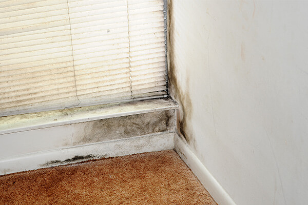 Mold Remediation Mold Remediation in Needham, MA
