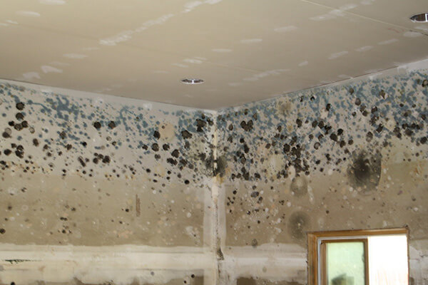Mold Removal in Foxborough, MA